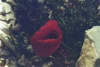http://virguleflottante.com/files/gimgs/th-69_Juin_2025 (21).jpg
